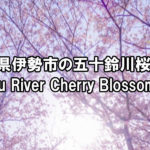 三重県伊勢市の五十鈴川桜まつり[The Izusu River Cherry Blossom Festival]